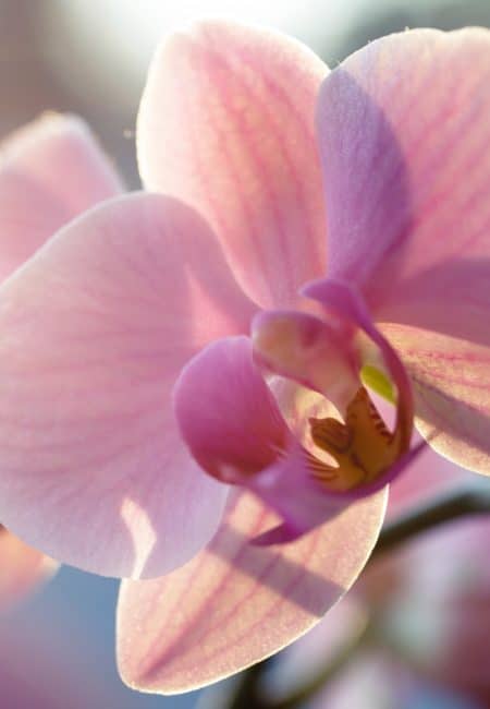 Pink Orchid