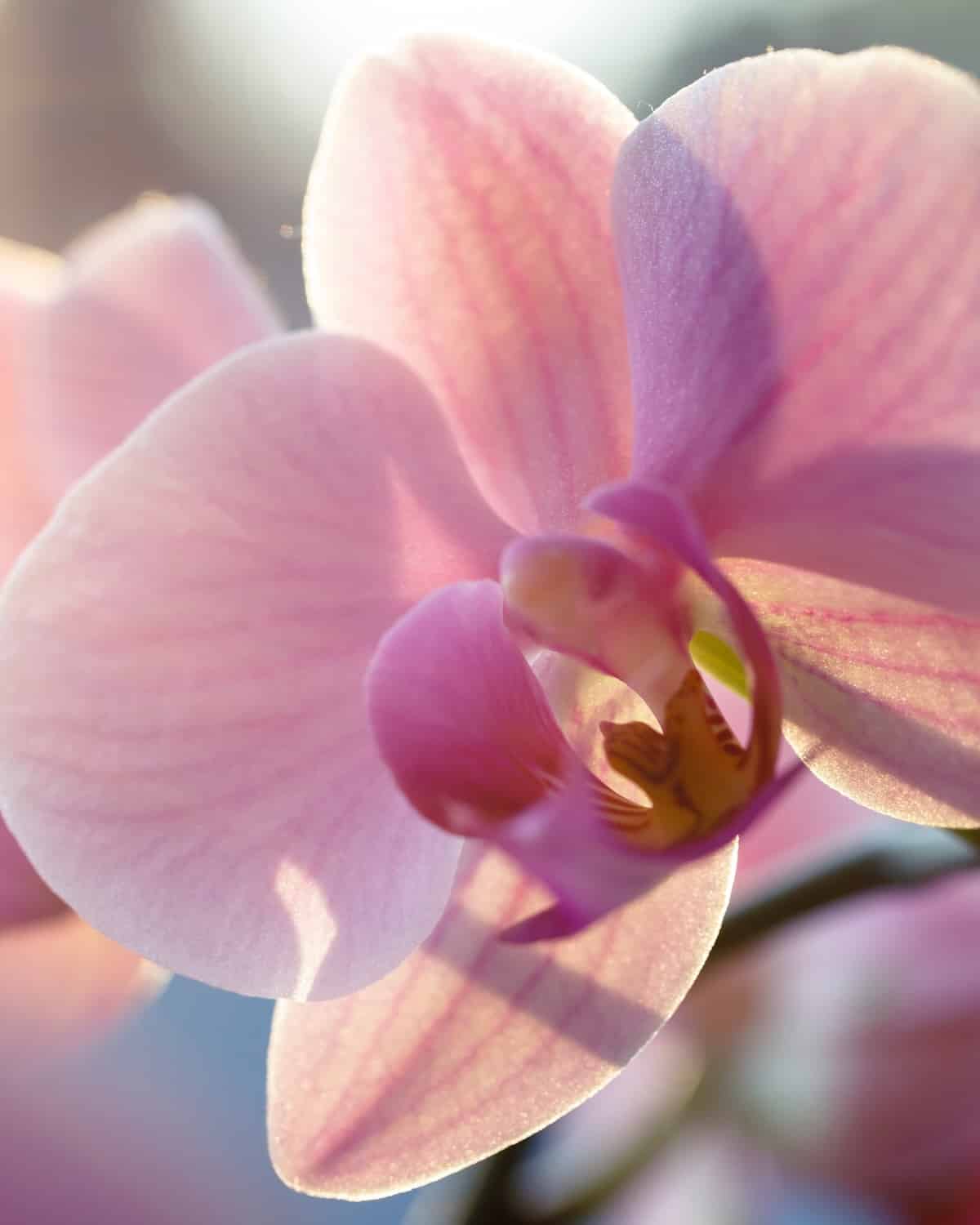 Pink Orchid - Image 2
