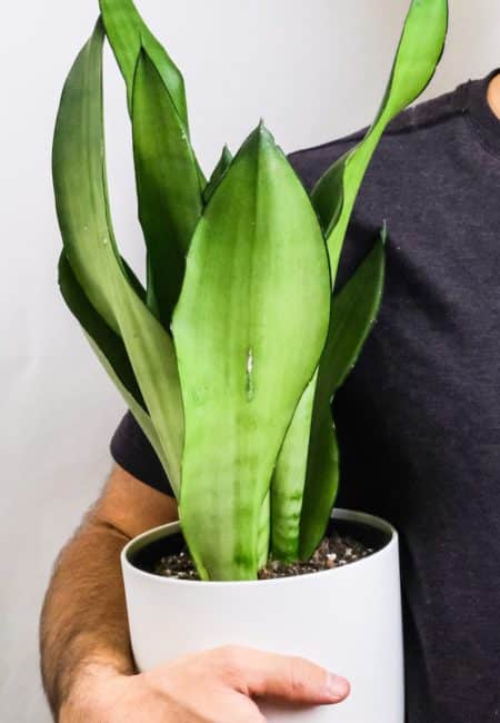 Sansevieria trifasciata 'Moonshine'