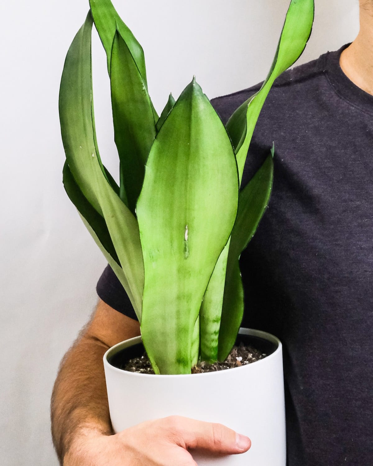 Sansevieria trifasciata 'Moonshine' - Image 2