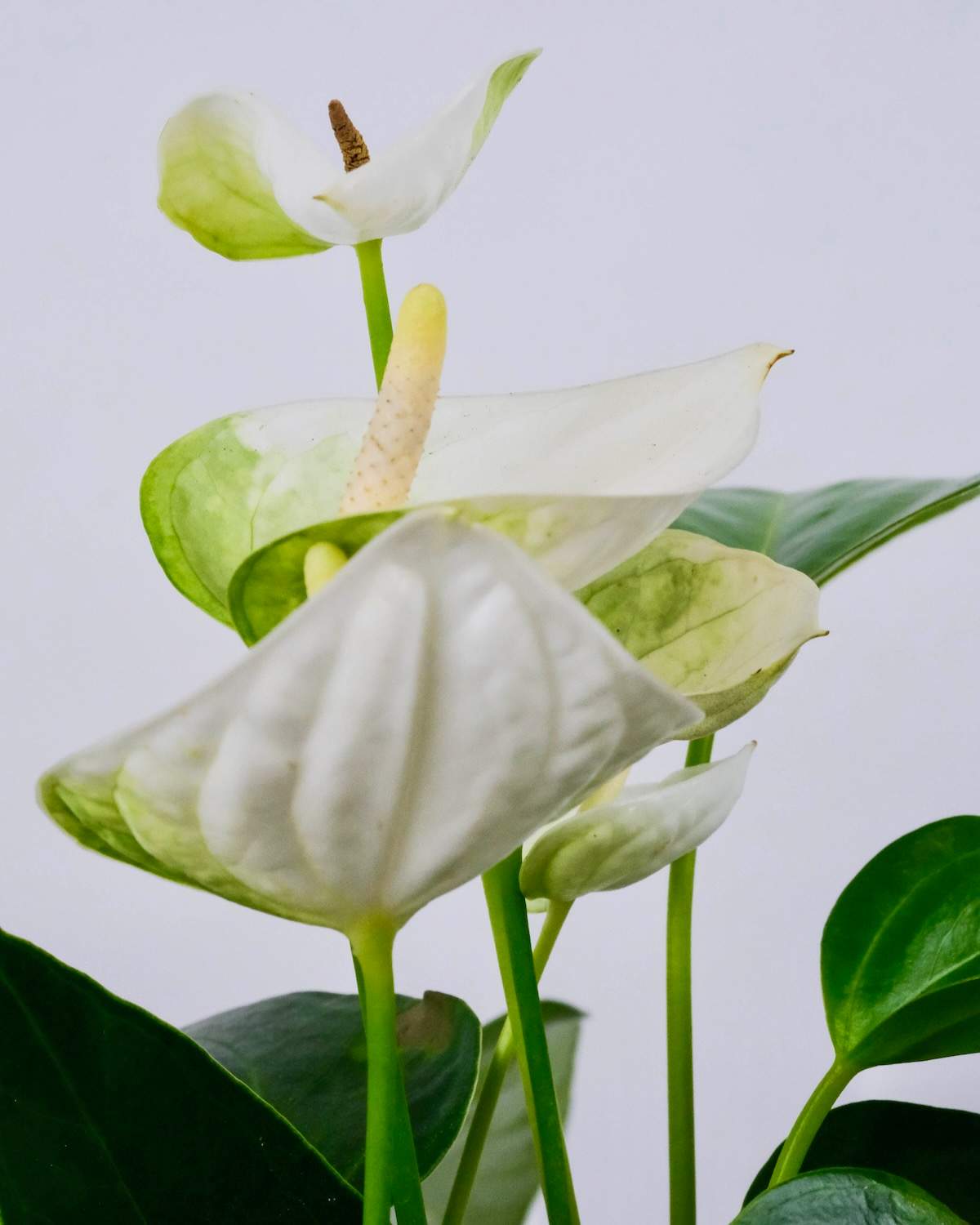 Anthurium scherzerianum - Image 2