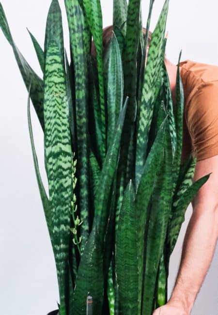 Sansevieria trifasciata 'Zeylanica'