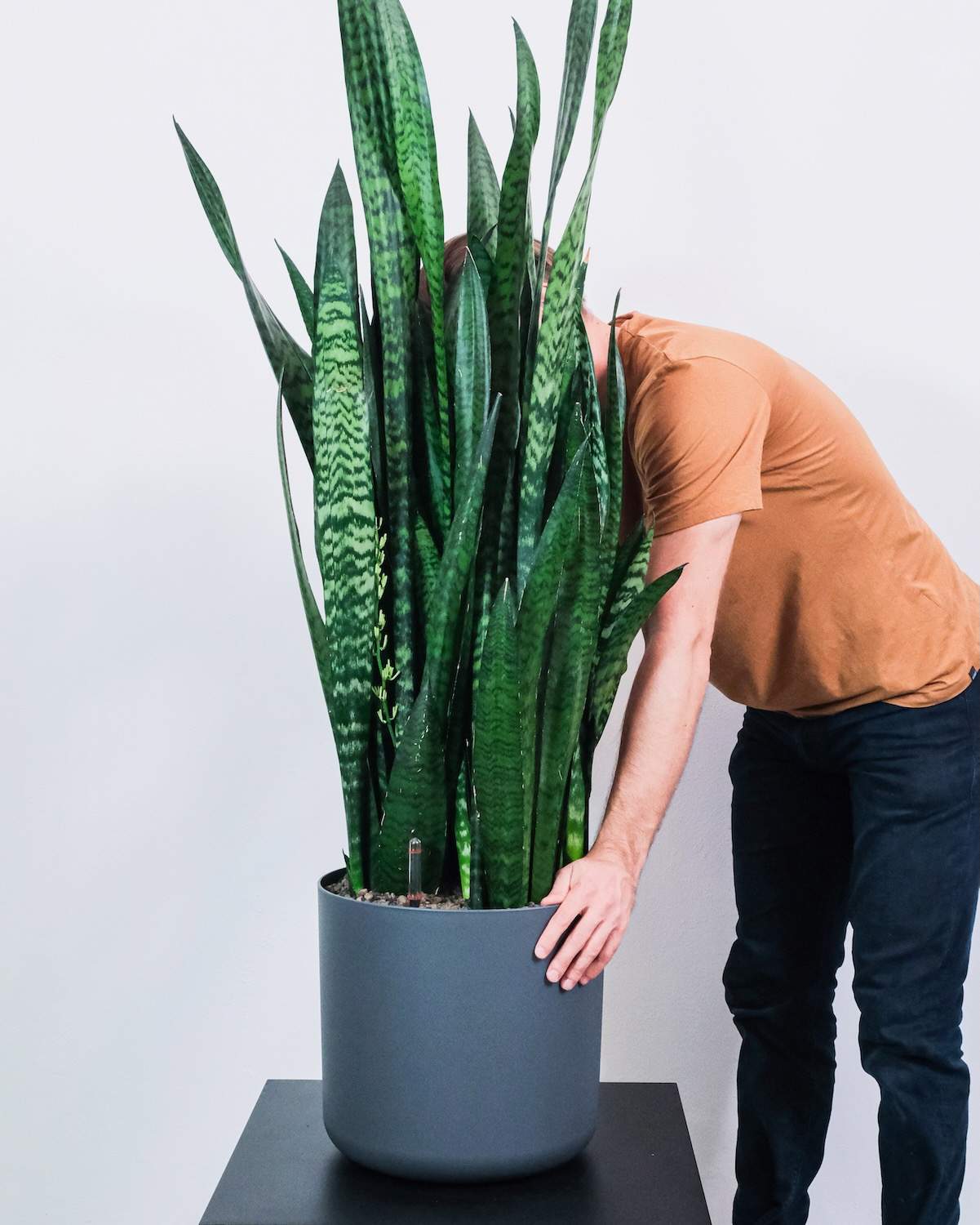 Sansevieria trifasciata 'Zeylanica' - Image 3