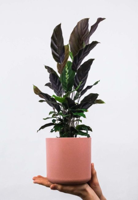 Philodendron red cherry
