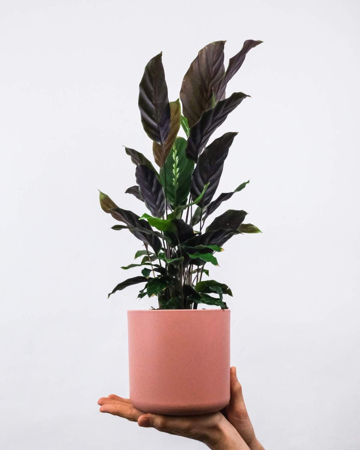 Philodendron red cherry