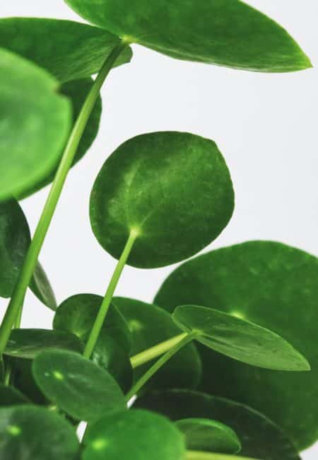 Pilea peperomioides