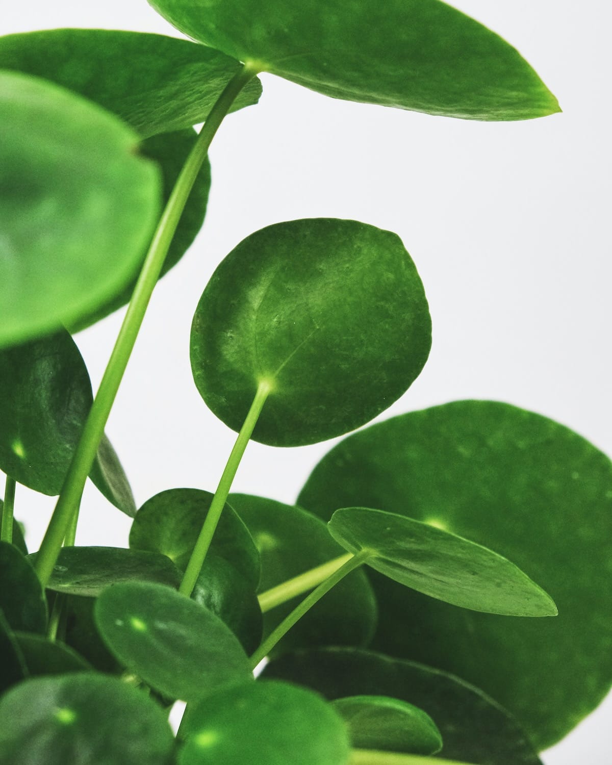 Pilea peperomioides - Image 2