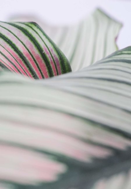 Calathea white star