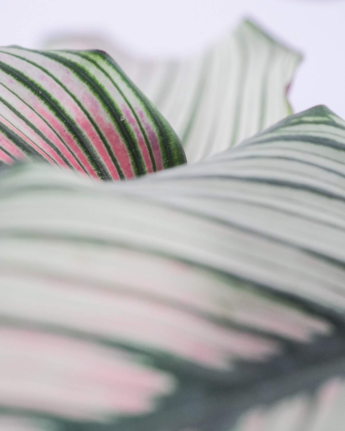 Calathea white star - Image 2