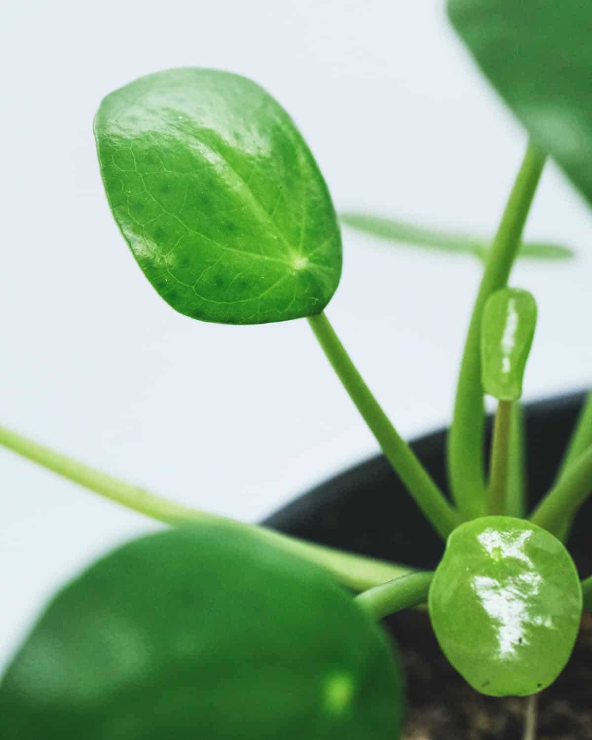 Pilea peperomioides - Image 3