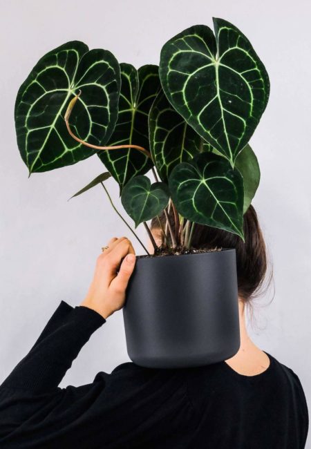 Anthurium Clarinervium