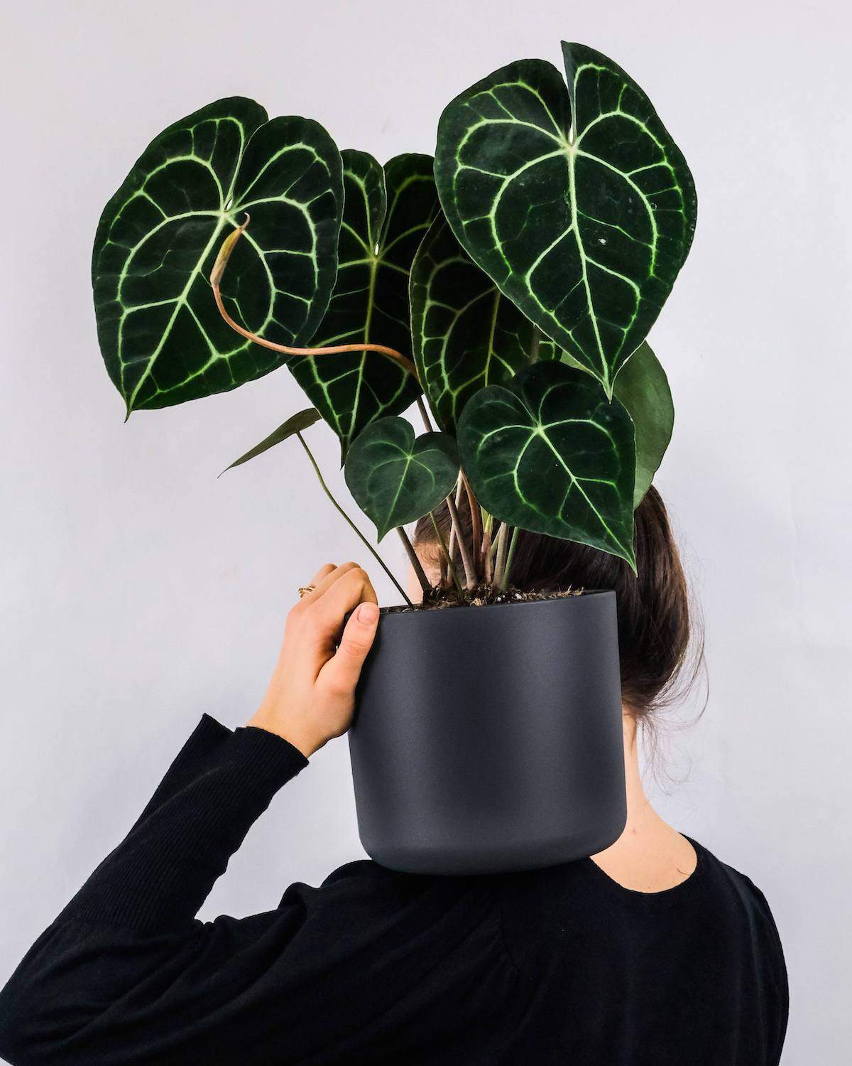 Anthurium Clarinervium