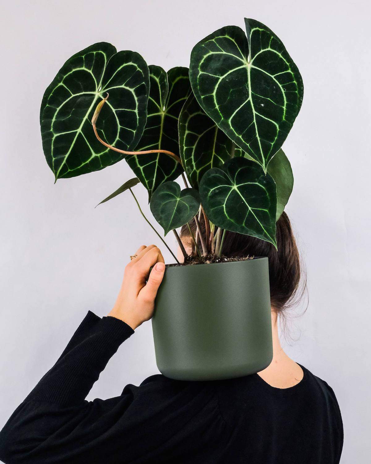 Anthurium Clarinervium - Image 3