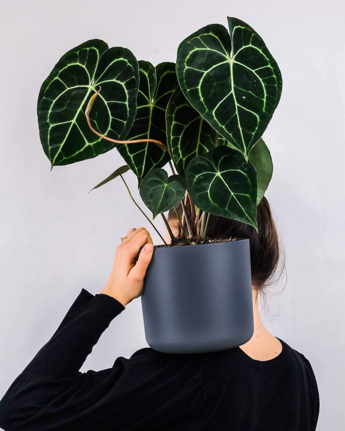 Anthurium Clarinervium - Image 4