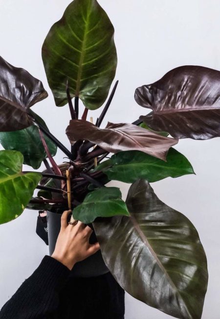 Philodendron red cherry