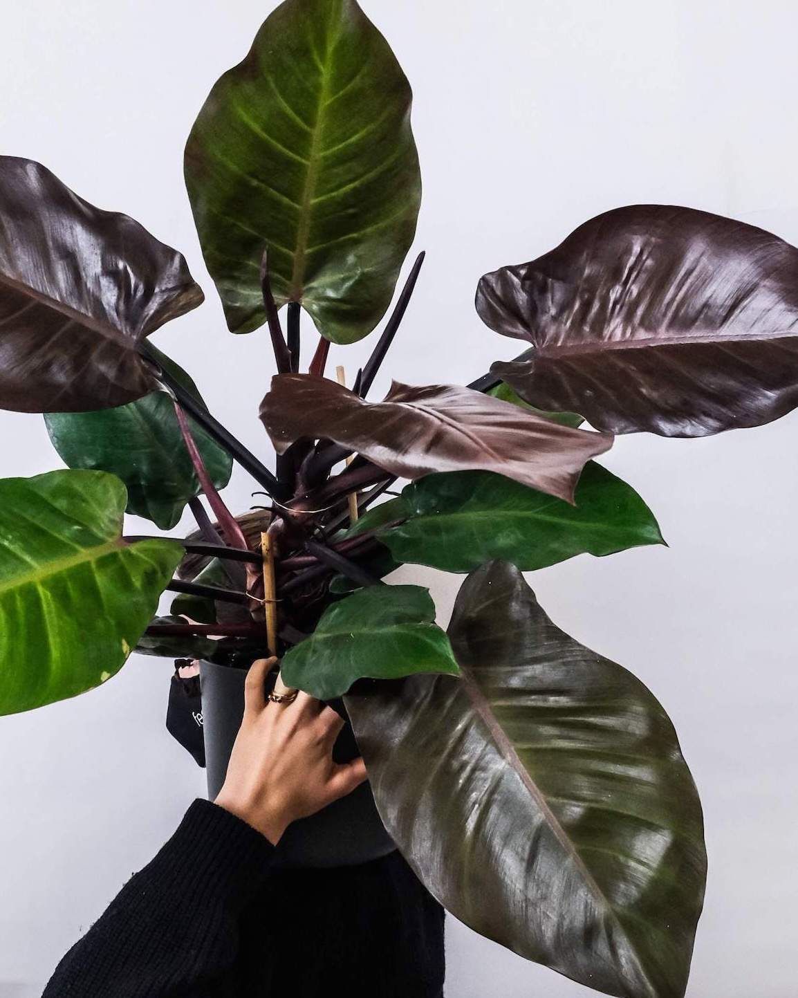 Philodendron red cherry - Image 2