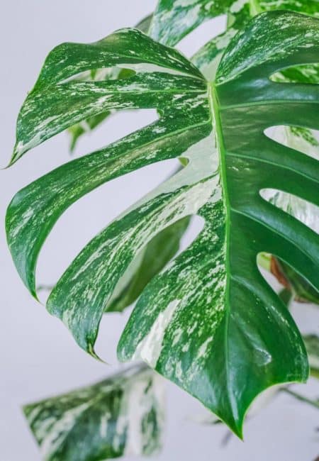 Monstera deliciosa variegata