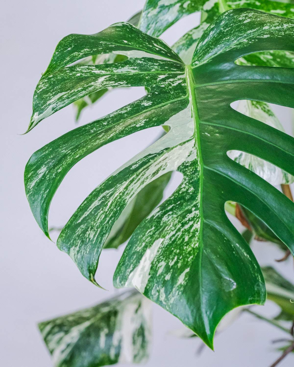 Monstera deliciosa variegata - Image 2