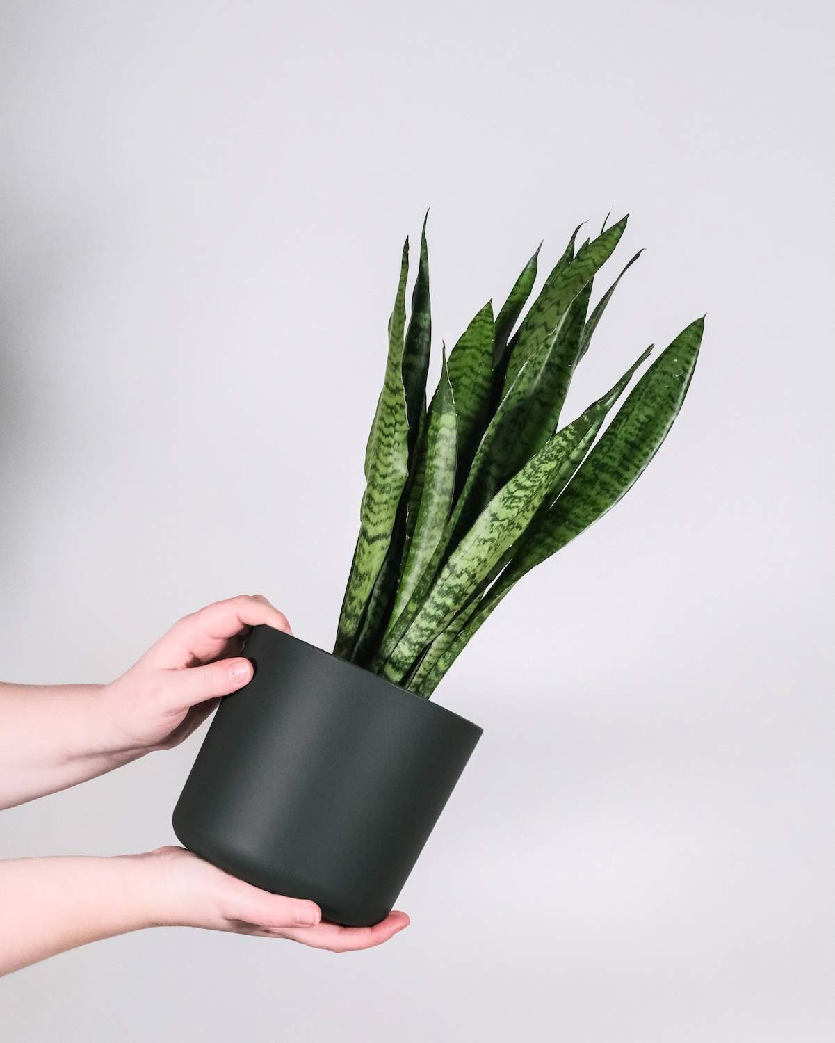 Sansevieria trifasciata 'Zeylanica' - Image 4
