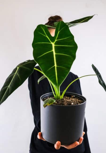 Alocasia Frydek