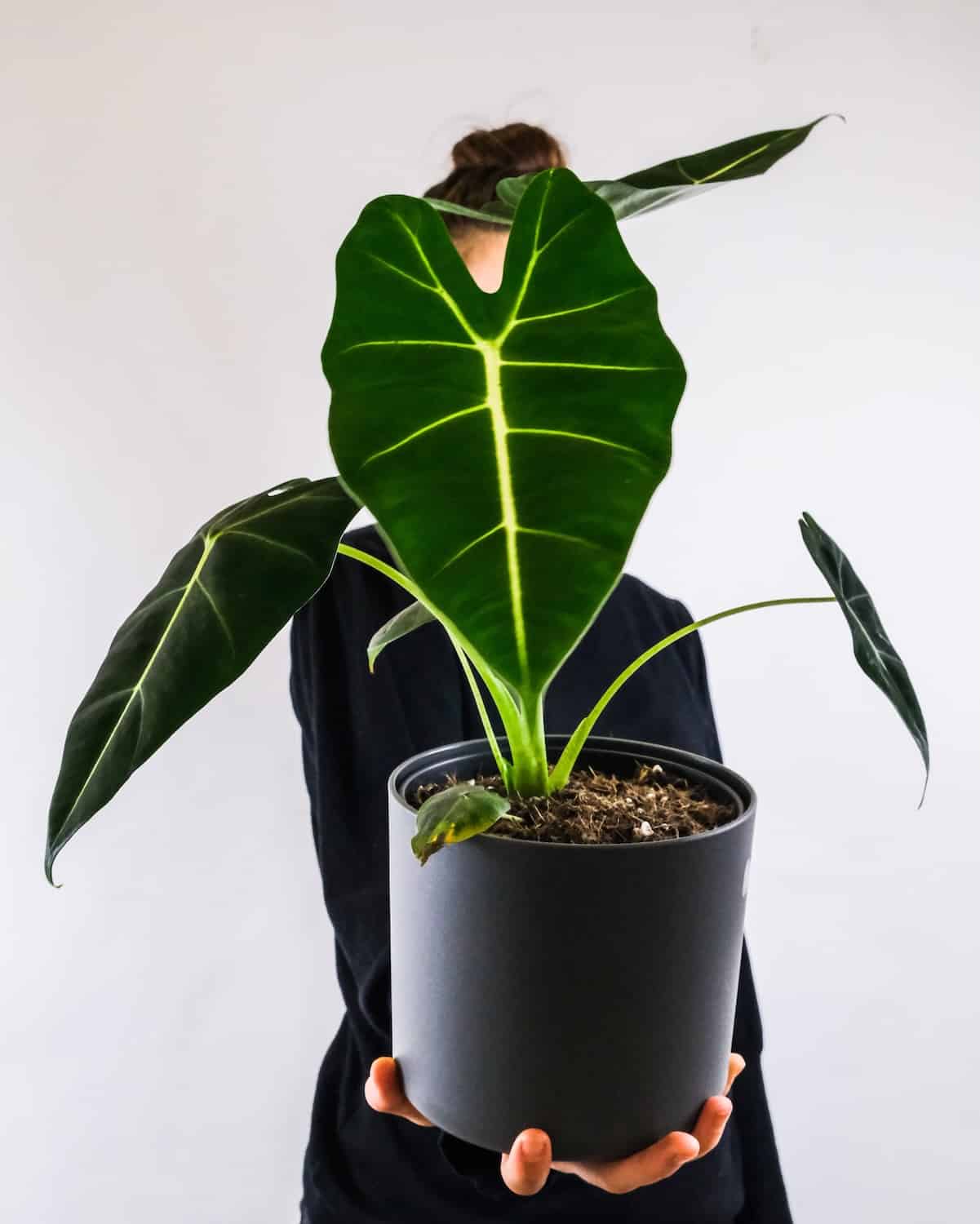 Alocasia Frydek