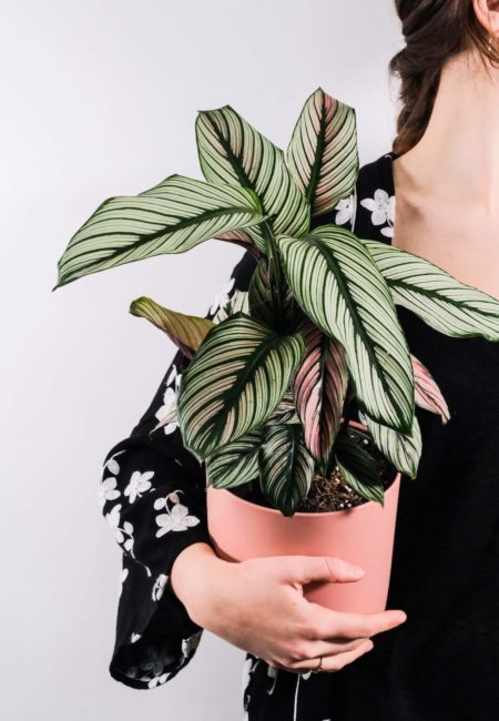 Calathea white star