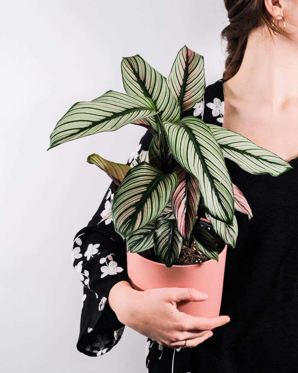 Calathea white star