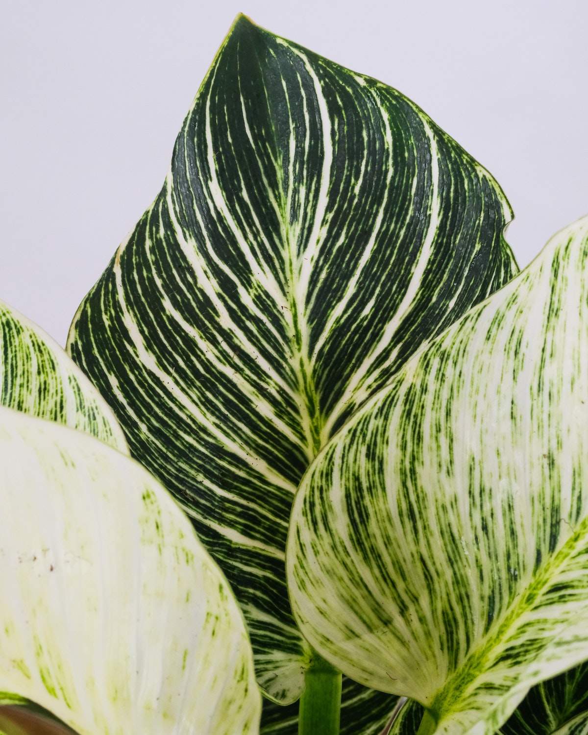 Philodendron birkin - Image 3