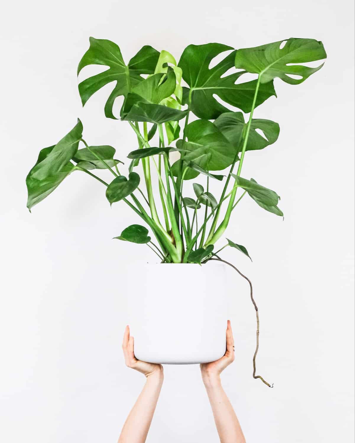 Monstera - Image 4