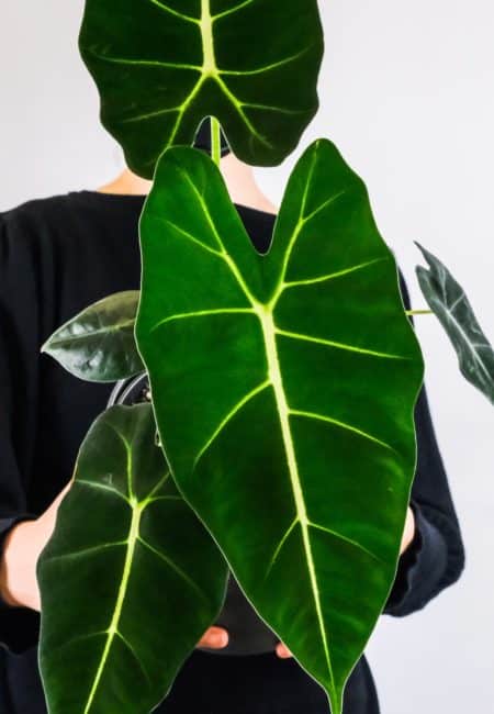 Alocasia Frydek