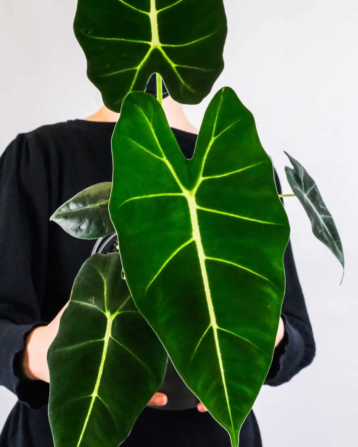 Alocasia Frydek - Image 2
