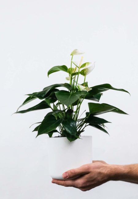 Anthurium scherzerianum