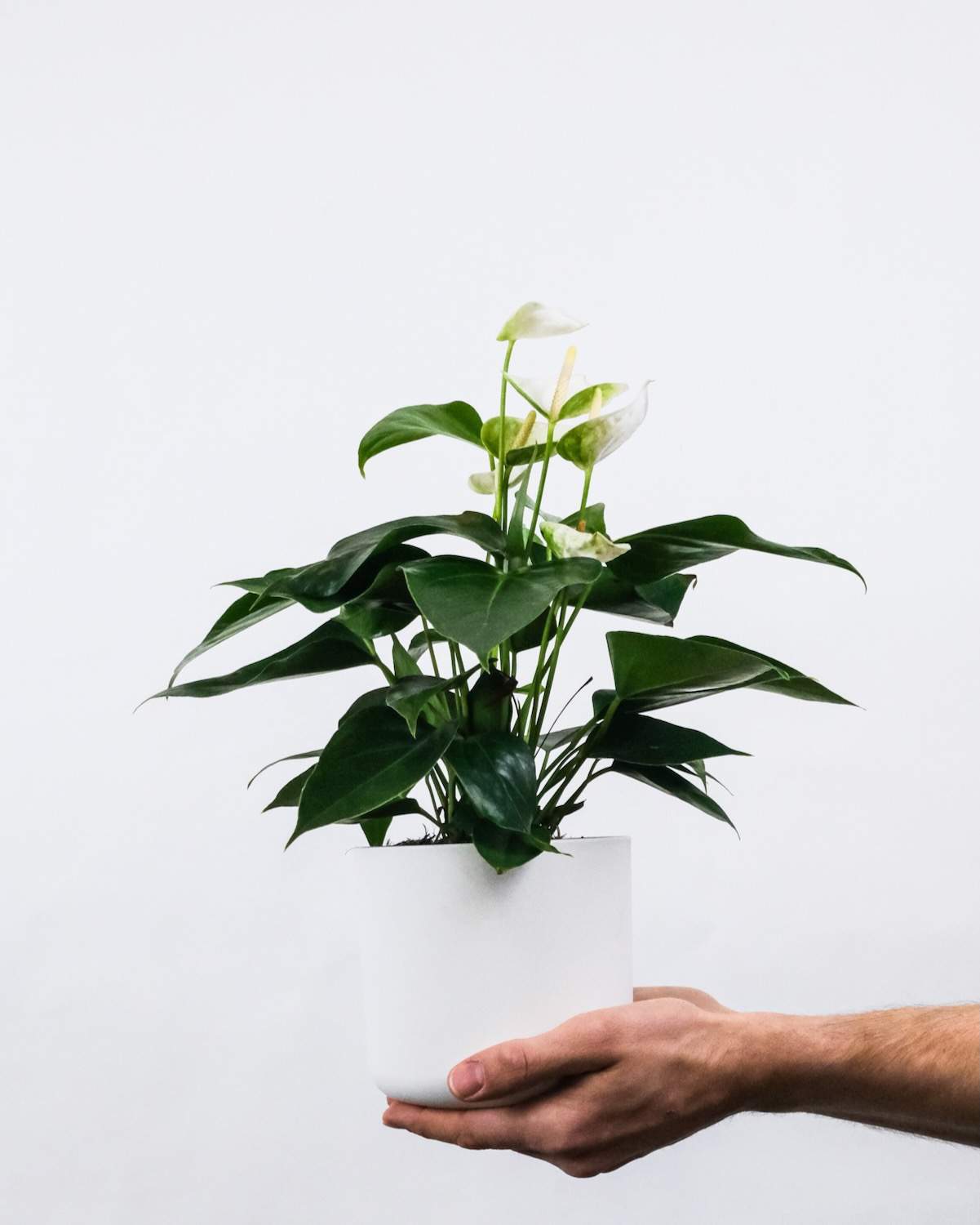 Anthurium scherzerianum