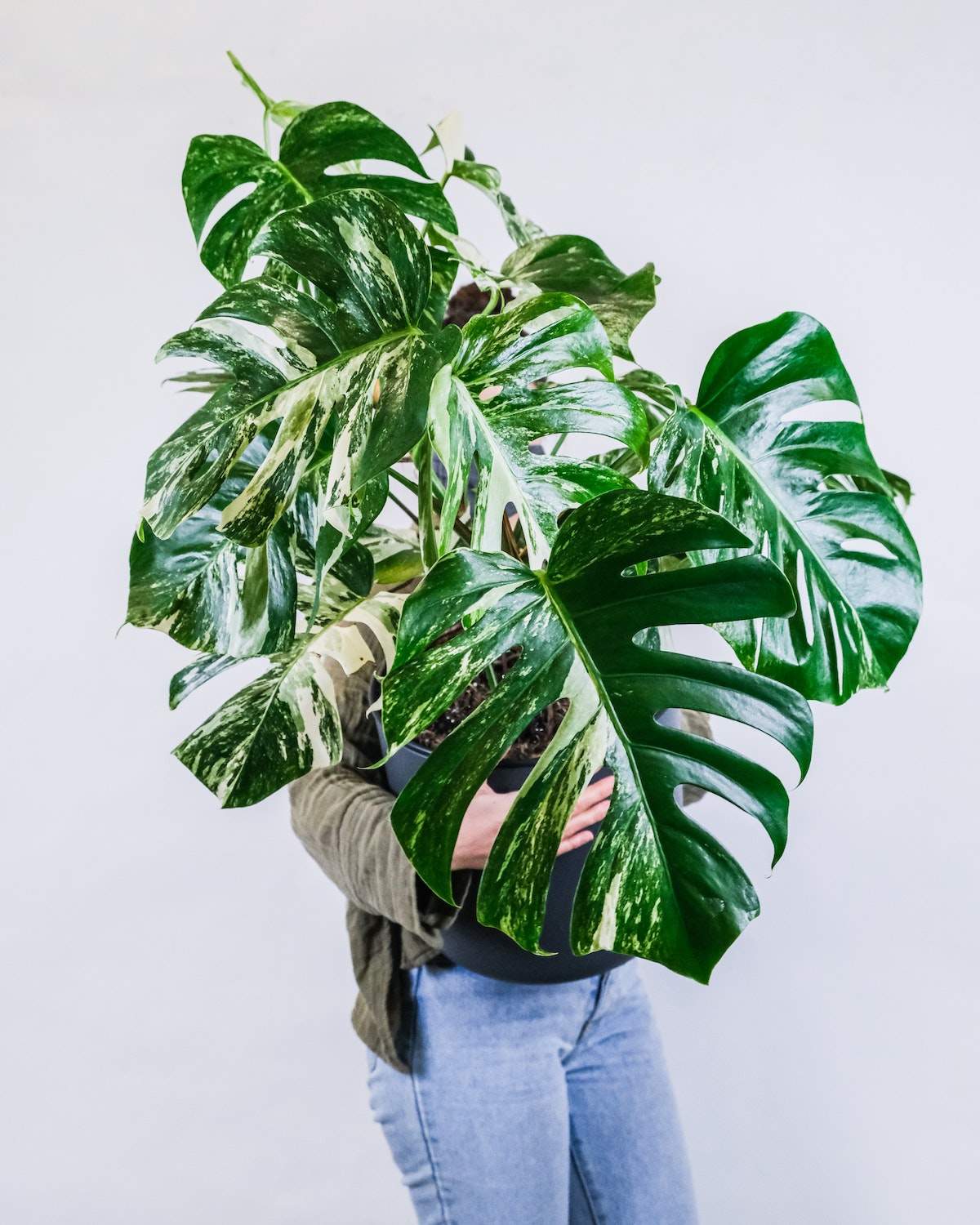 Monstera deliciosa variegata - Image 3