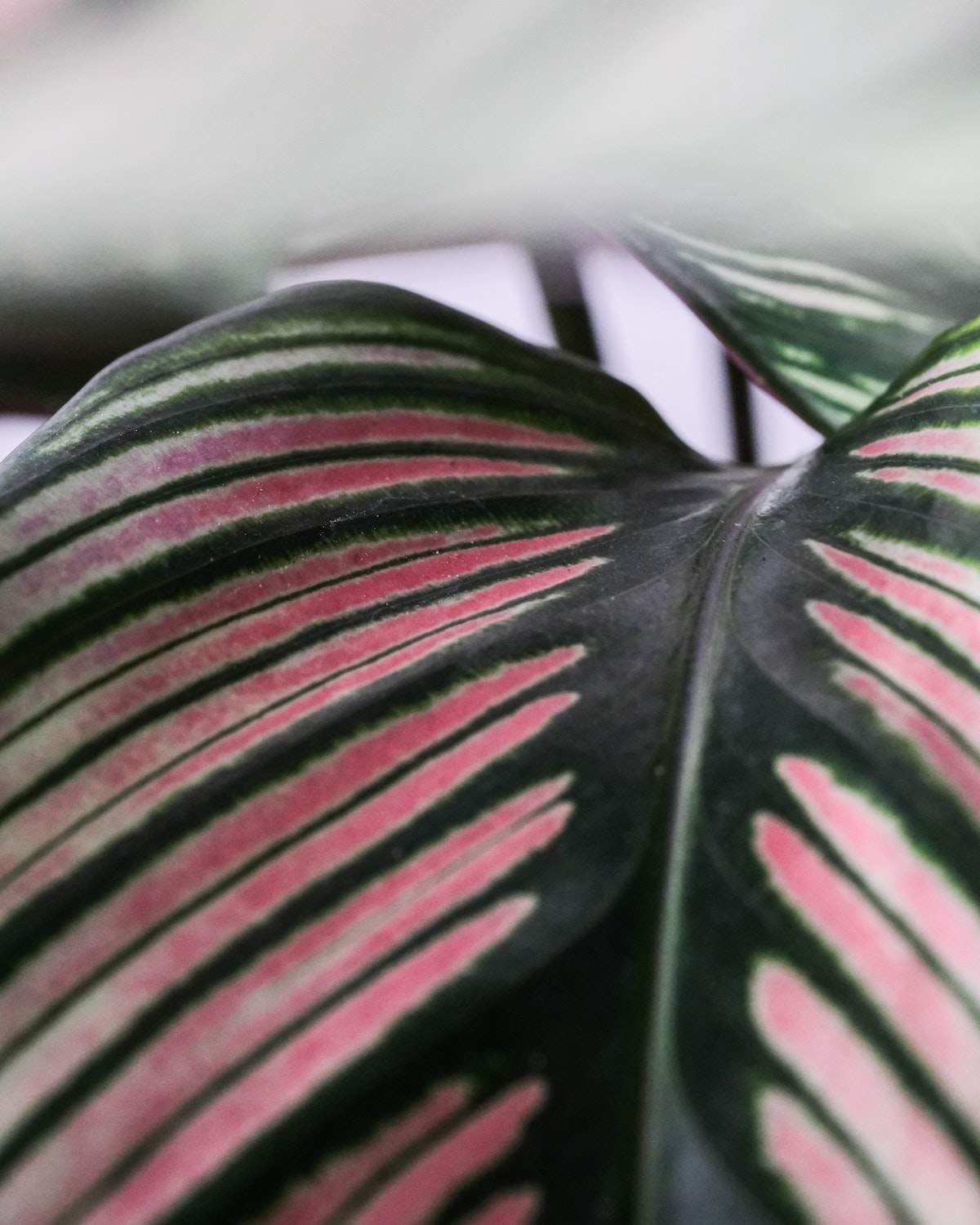 Calathea white star - Image 3