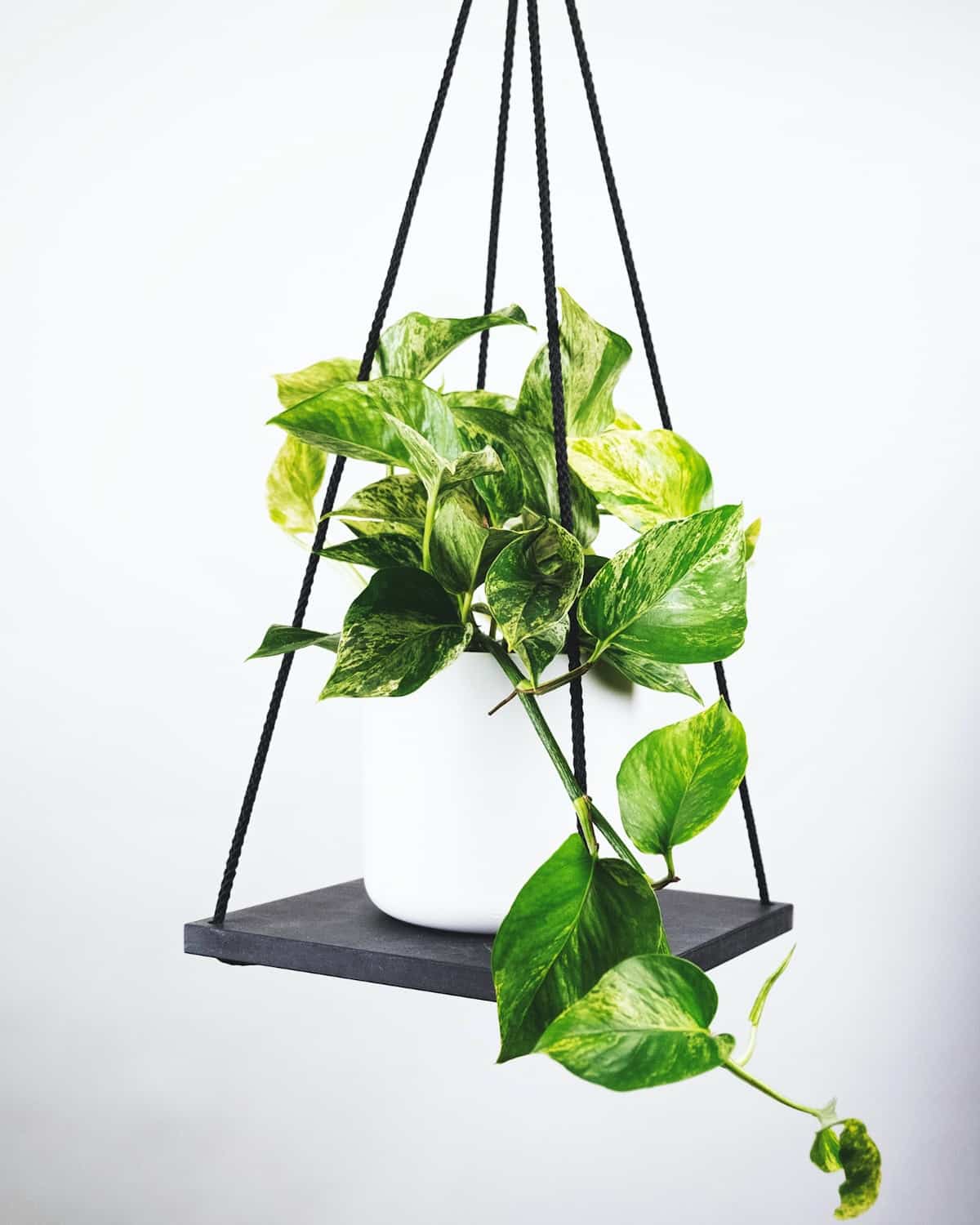 Epipremnum aureum - Image 3