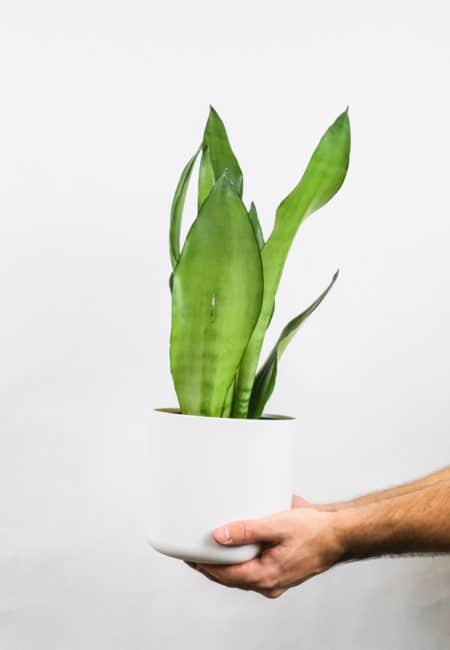 Sansevieria trifasciata 'Moonshine'