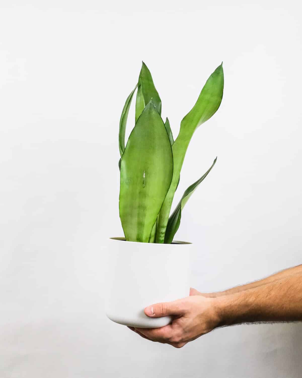 Sansevieria trifasciata 'Moonshine'