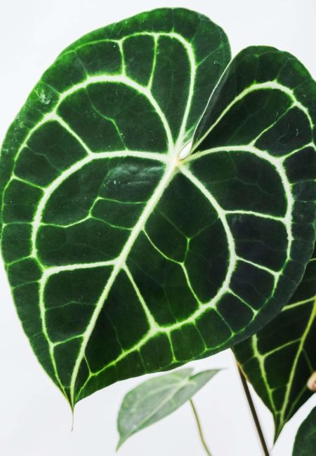 Anthurium Clarinervium