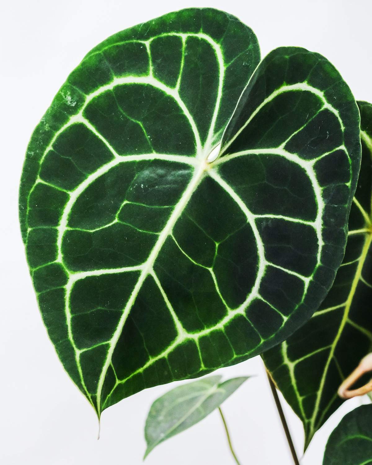 Anthurium Clarinervium - Image 2