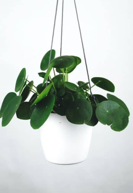 Pilea peperomioides