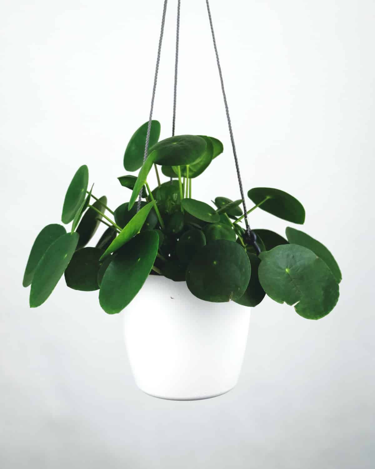 Pilea peperomioides