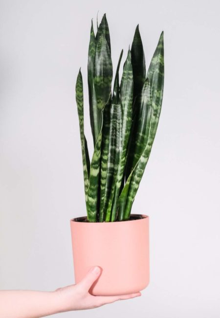 Sansevieria trifasciata 'Zeylanica'