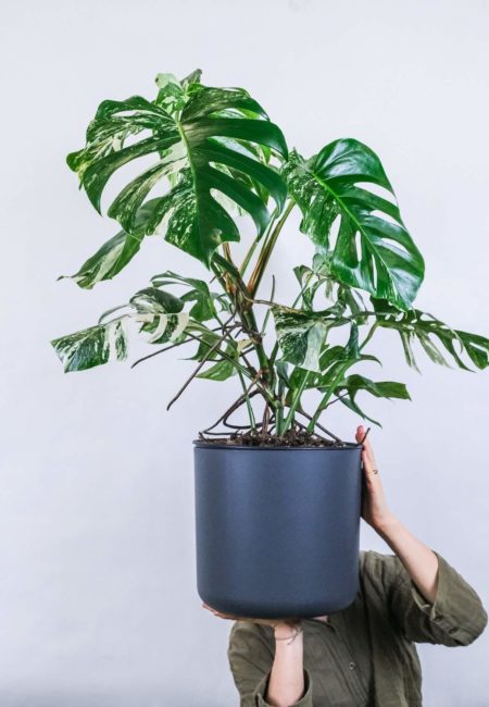 Monstera deliciosa variegata