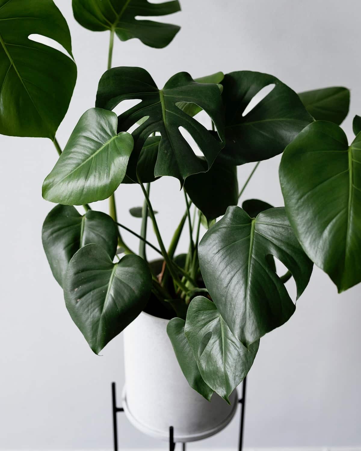 Monstera - Image 3