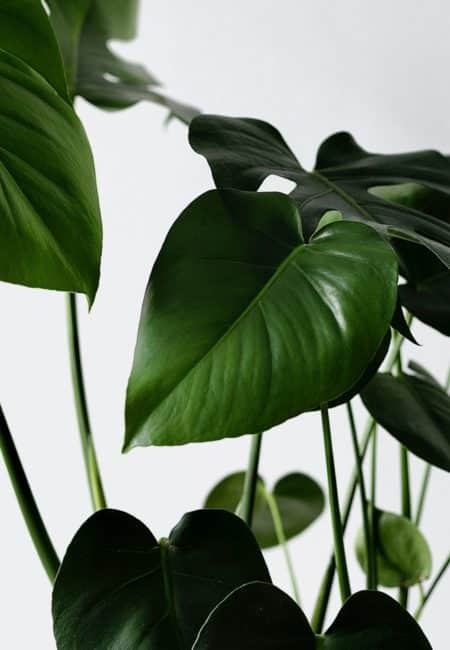 Monstera