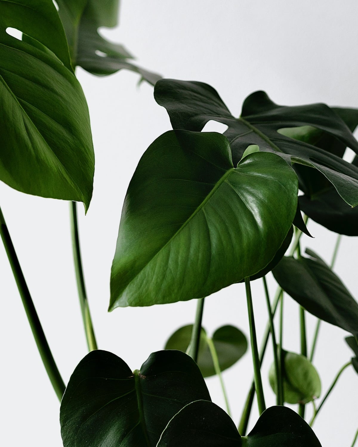 Monstera - Image 2
