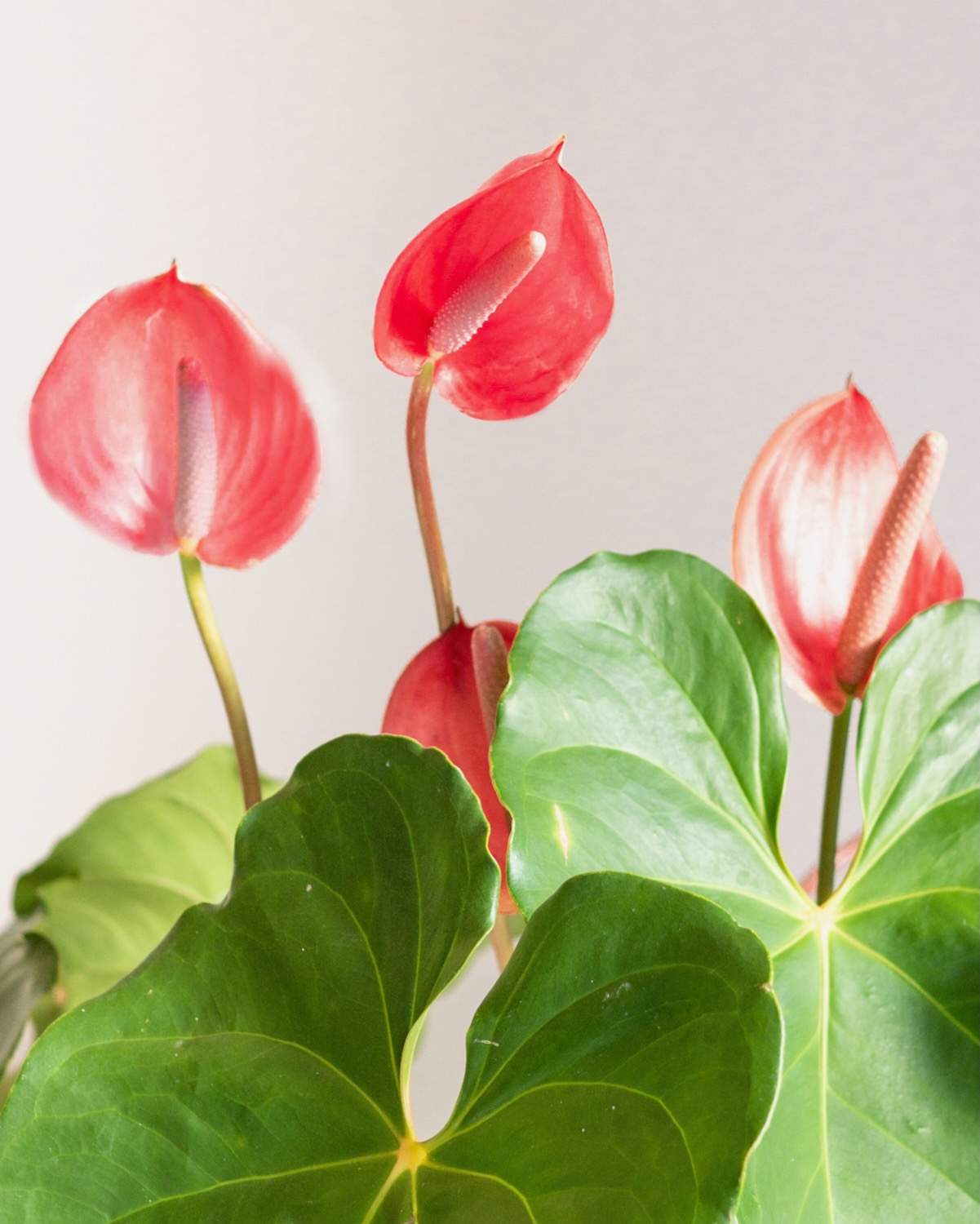 Anthurium scherzerianum - Image 3